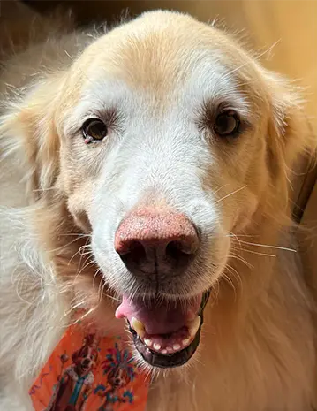 Biscuit